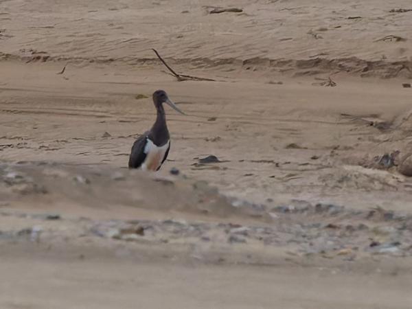 <h3><a href="/trips/marokko/biota/animalia/chordata/aves/014 ciconiiformes/001 ciconiidae/ciconia nigra/ciconia nigra-nl.html">Ciconia&nbsp;nigra</a> / Black&nbsp;stork / Zwarte&nbsp;ooievaar</h3>OM-1 Mark II met OLYMPUS M.150-400mm F4.5 TC, 1/2000 sec  bij F5.6, ISO 6400, afstand 313&nbsp;m